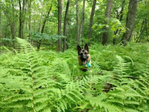 Angelic Paws Training and Boarding