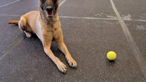 Accelerated K9