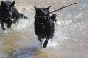 Aydt’s Shepherds and Training LLC