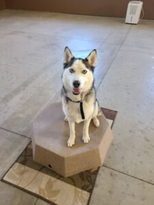 Kasten’s Dog Training Inc