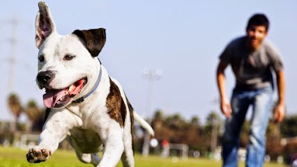 Conifer Canine