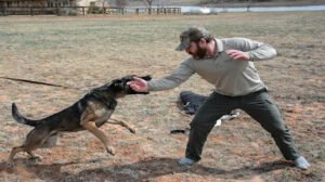 Canine Tactical