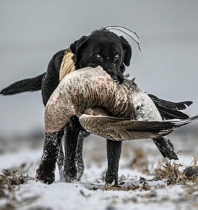 Fowl Water Retrievers