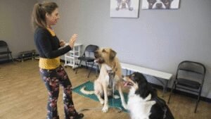 Finishing School for Dogs LLC