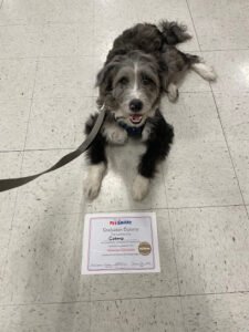PetSmart Dog Training