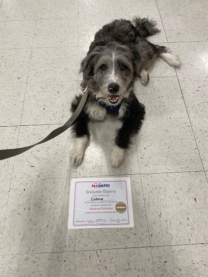 PetSmart Dog Training