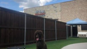All Dogs Unleashed Dog Training Des Moines