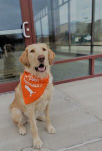Zoom Room Dog Training