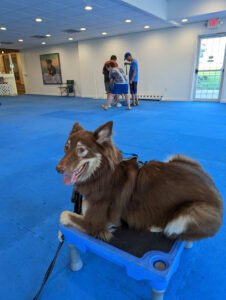 Good Dog Center