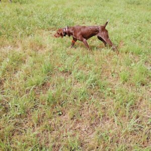 Morgan Gun Dogs
