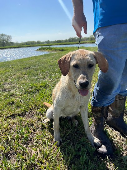 Walters Kennels