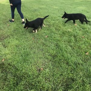 Turn Around Dogs Behavior &Training