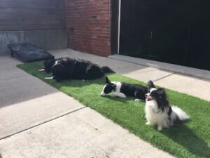 MuttSchool: dog training and behavior