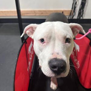 Sit Now Stay Dog Training