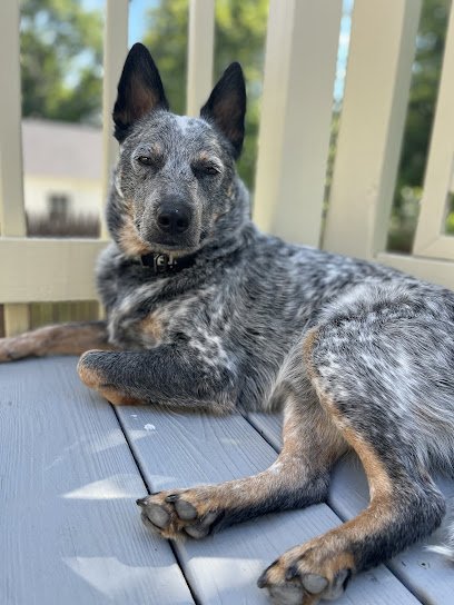 Cross Country K9 Training LLC