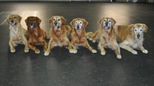 Littlefield Dog Training