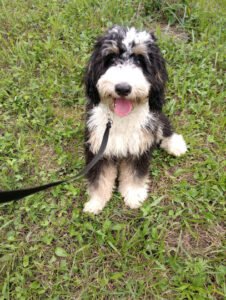 Small Town Pup