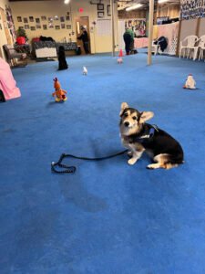 Tail Waggin’ Dog Training