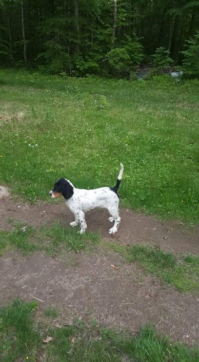 Clear Cut Kennels LLC