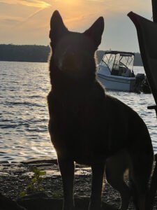 Stone Coast Dog Training