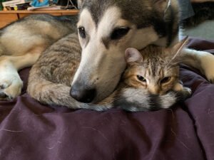 Canine Connection