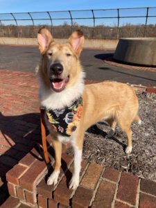 Hungry Dog Training, LLC
