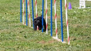 Foley’s Dog Training