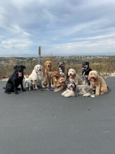 MD Pup Scouts