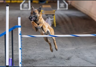 Dynamic Dog Sports LLC