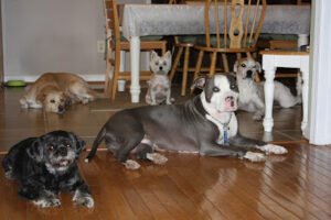 All My Canine Companions