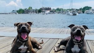 Bmore Zen Dog Training