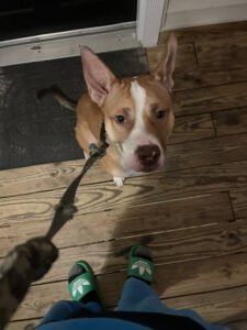 Legacy K9 Haven