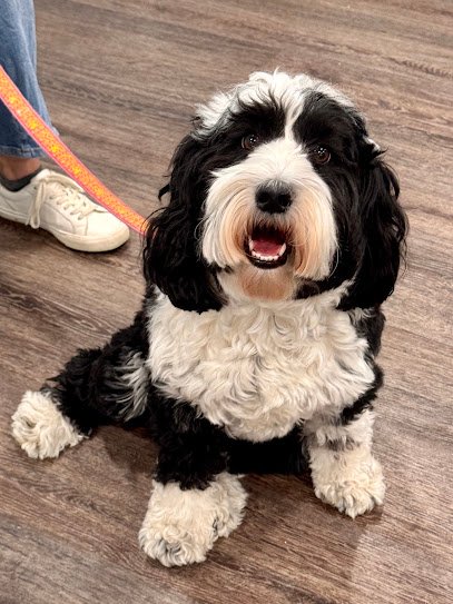 Paws and Possibilities – Maryland
