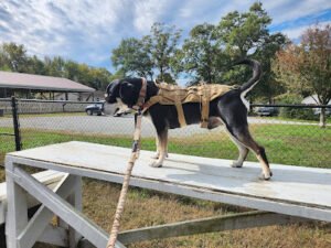 Applejack K-9 Academy & Kennel