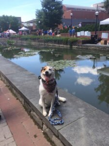 Creekside Canine Training