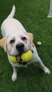 Chesapeake Dog Training, LLC