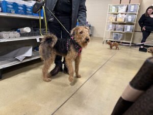 PetSmart Dog Training