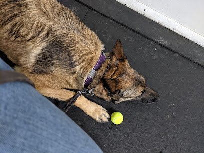 Canine Training Association Inc