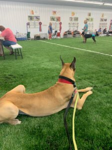 Greenbelt Dog Training