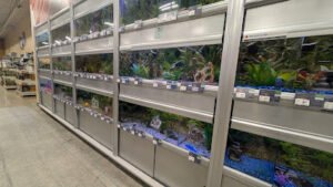 PetSmart Dog Training