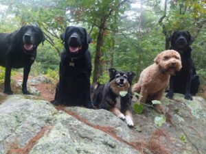 Sandy Tails K9 Adventures