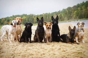 Canine Odyssey