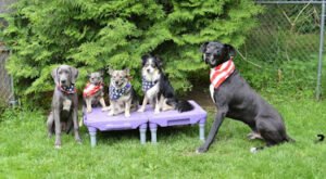 House of Klein Dog Training
