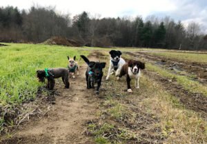 Walk With Bruno