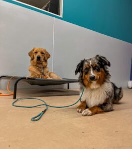 The Proper Canine Co.