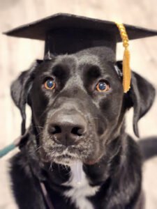 In-Line K9 Training