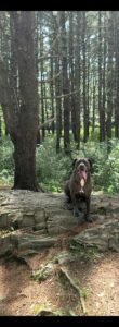 Specialized K9 Training