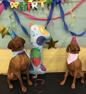 Chatham Dog Club