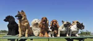 Leader of the Pack Dog Obedience Training