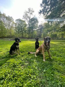 Through Dogs Eyes Canine Training